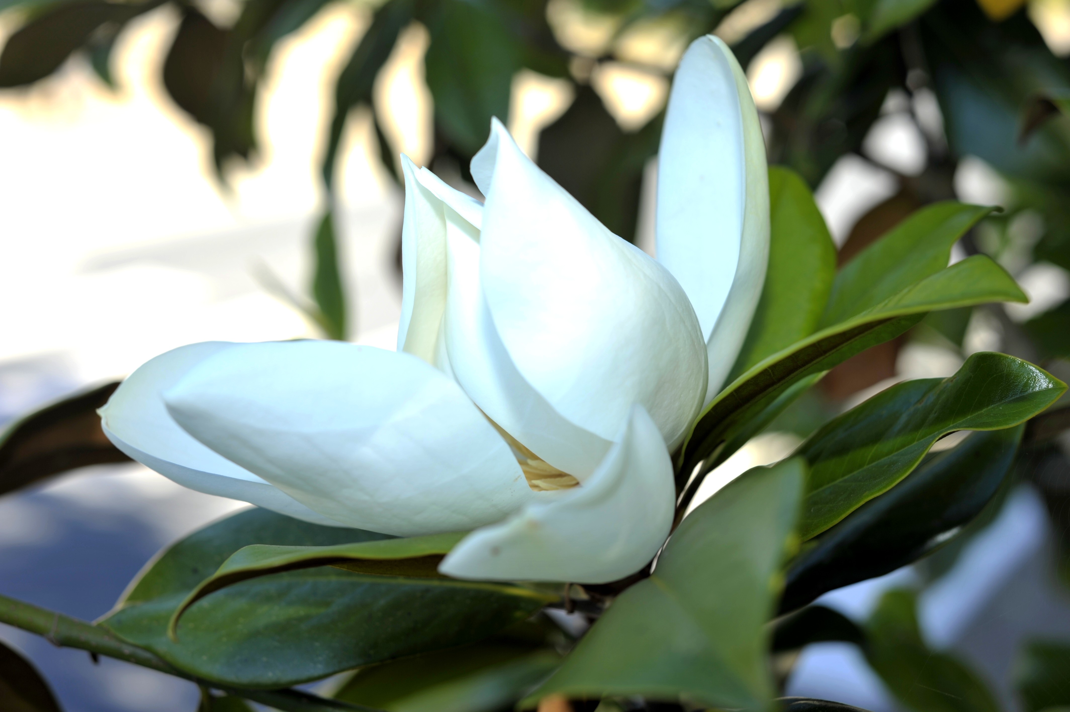Douceur de magnolia